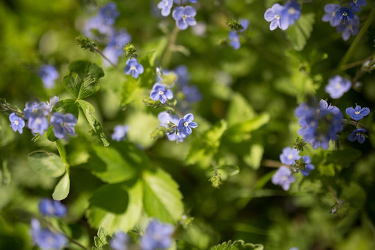 Forget-me-not flowers Myosotis sylvatica