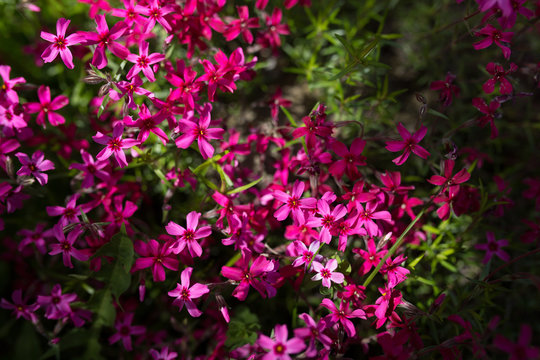 Small Pink Azalea Flower