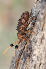 brown bug