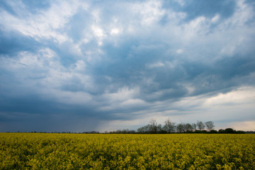 Dramatic sky over rapeseed field. Agricultural landscape. Yellow rapeseed flower and stormy weather clouds.