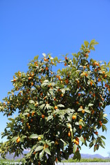 Fototapeta na wymiar Dwarf orange tree with many fruits in spring 
