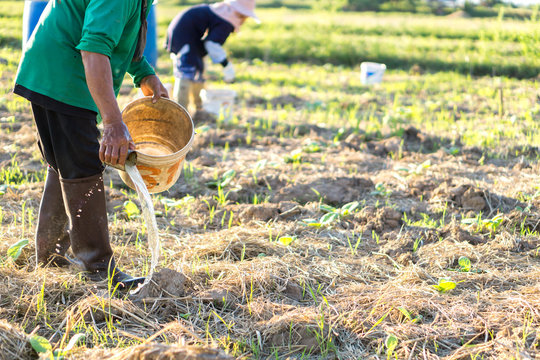 Farmer Watering Tobacco Plant