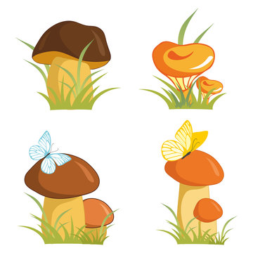 Colorful set of   edible mushrooms.  Vector image on white background.