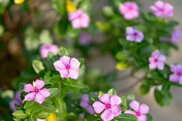 Thai Vinca flowers
