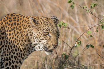 Side profile of a Leopard in the Kruger National Park.