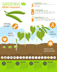 Gardening work, farming infographic. Peas. Graphic template.