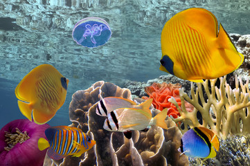 Naklejka premium Wonderful and beautiful underwater world with corals and tropica