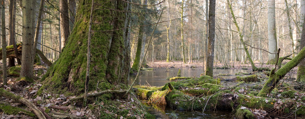 Spring landscape of old natural stand of Bialowieza Forest and water around,Bialowieza Forest,Poland,Europe