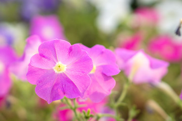 Purple jewel flowers