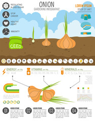 Gardening work, farming infographic. Onion, Graphic template.