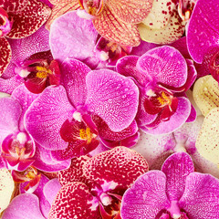 Orchid flowers with drops of water