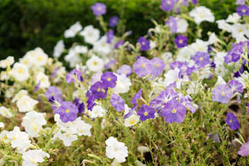 Purple jewel flowers