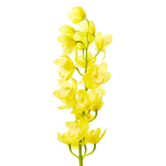 Orchid flowers