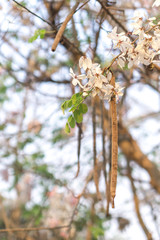 Pink Cassia Bakeriana