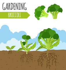 Garden. Broccoli. Plant growth