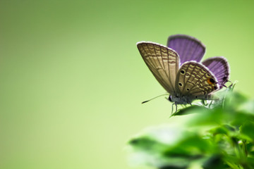 Chilades pandava ,Plains Cupid butterfly with leaf at park ,garden ,forest