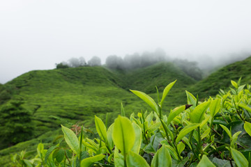Tea leaves in tea plantations at Cameron Highlands, Malaysia.
