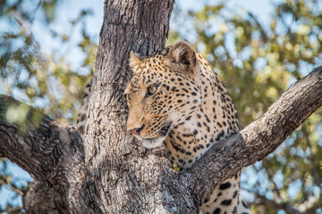 Leopard in a tree in the Kruger National Park.