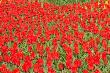 Тюльпаны в саду.