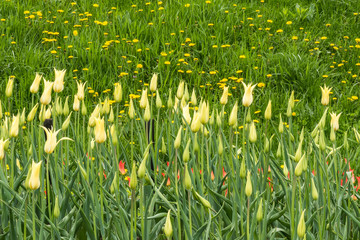 Тюльпаны в саду.