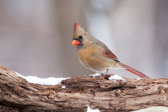 Northern Cardinal on a Natural Wooden Perch