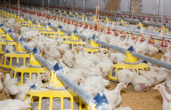 Chicken broilers. Poultry farm