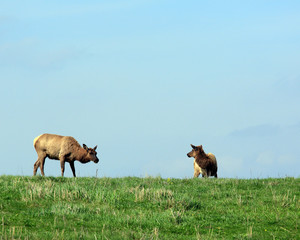 An elk cow grazes by her calf in a meadow during the Spring at twilight