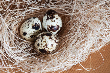 Obraz premium Three quail eggs in the nest.