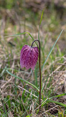 Fritillaria meleagris