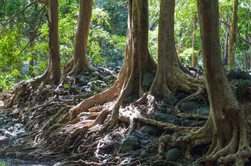 Tropical rainforest floor. Mauritius Island