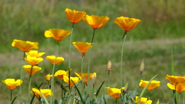Kalifornischer Mohn vid 06