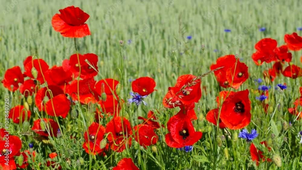 Poster klatschmohn und kornblumen vid 02