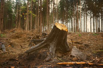 charred pine tree stump in the forest