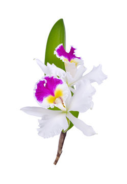 Fototapeta Cattleya orchid hybrids on white background