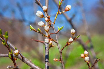Spring buds
