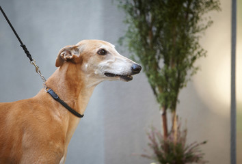 Italian grayhound portrait.