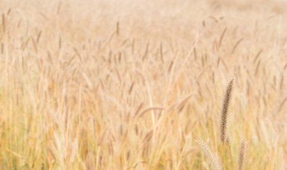 Golden grass flower (Feather Grass) with sunlight