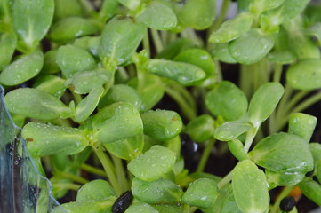 sunflower sprout grow in plastic bottle
