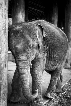 Asian elephant tied to a chain. Black and white picture