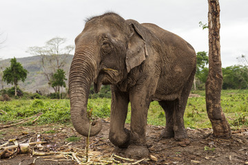 Asian elephant tied to a chain. Green grass background