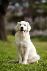 White Labrador in the summer park.Pet , an adult dog breed white labrador, drooping ears, carefully watching , posing for a photograph sitting on the green grass in the summer the park for a walk