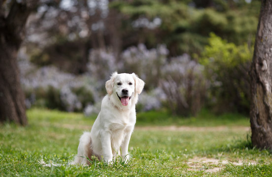White Labrador in the summer park.Pet , an adult dog breed white labrador, drooping ears, carefully watching , posing for a photograph sitting on the green grass in the summer the park for a walk