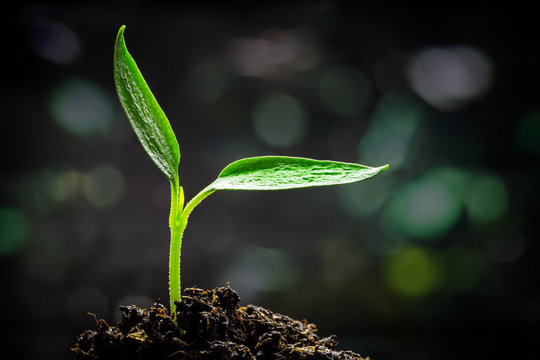 Seedling