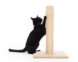Black cat with a scratching post