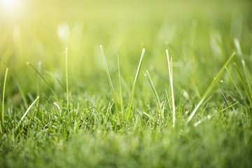 Grass close up