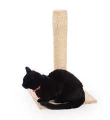 Black cat with a scratching post