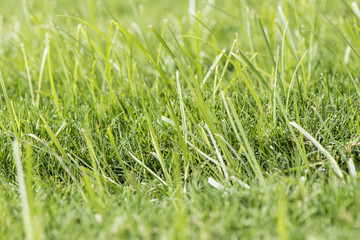 Grass Close up