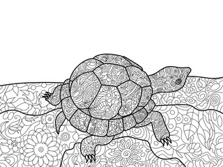 Turtle coloring book for adults vector