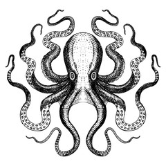 Octopus - Sea Monster