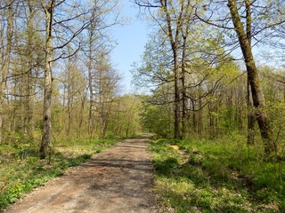 Obraz premium Road in deciduous forest